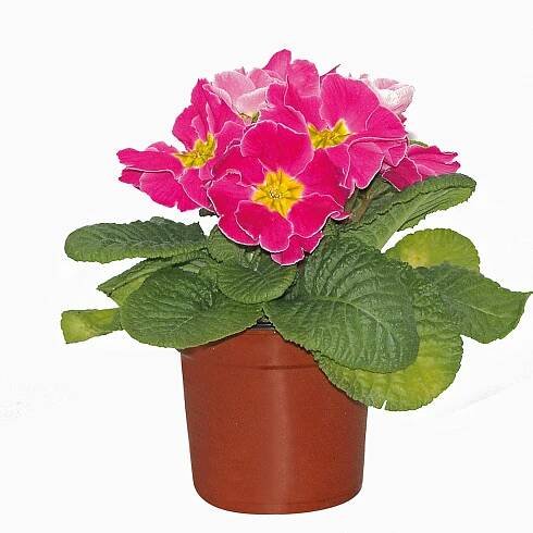 Landgard Prvosenka bezlodyžná (Primula acualis) různé barvy pr. cca 9 cm