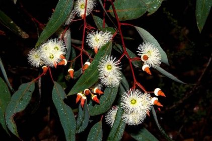 File:Jarrah - Eucalyptus marginata.jpg - Wikimedia Commons