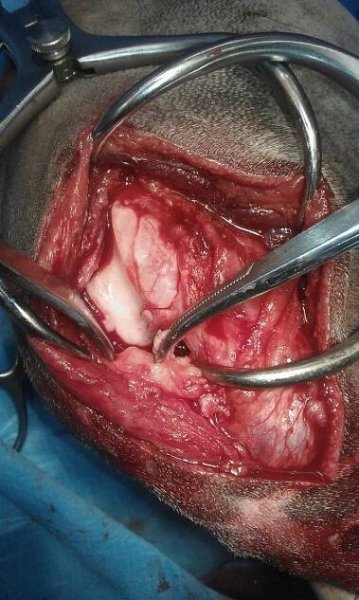 Z PRAXE | Veterinární klinika LIFE