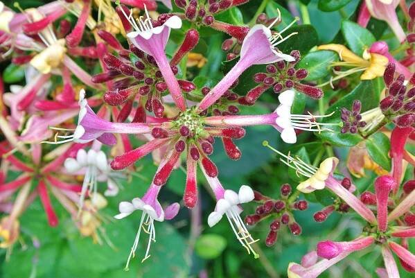 Lonicera × heckrottii