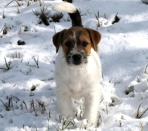 Jack Russell teriér