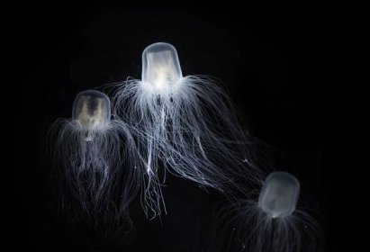Superschopnosti zvířat: Nesmrtelná medúza umí mládnout