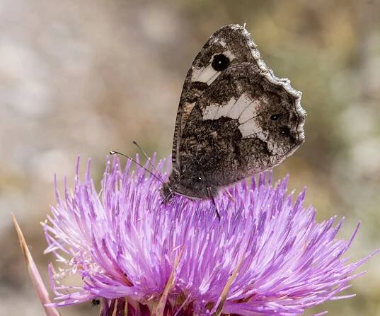 Pseudochazara amalthea, Crete - photo © Manolis Afrathianakis