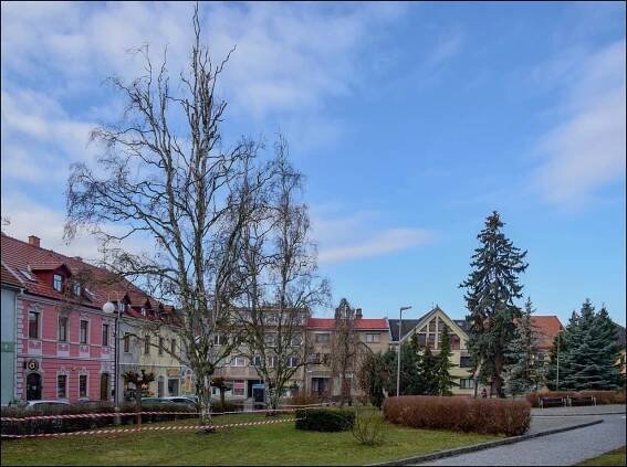 Kácení suchých stromů 2019 - Oficiální stránky města Solnice