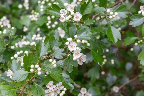 Hloh obecný, hloh dvousemenný (Crataegus leavita) - Naturhelp.cz