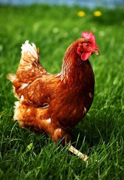 Chicken