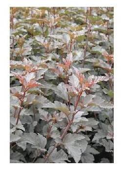 Tavola kalinolistá FloraSelf Physocarpus opulifolius 'Diabolo'® výška 60-80 cm květináč 4 l