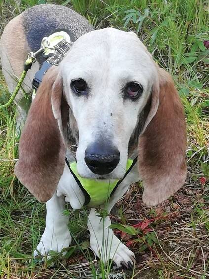 Bessie BAN - KENNEL CLOVERTRAILS