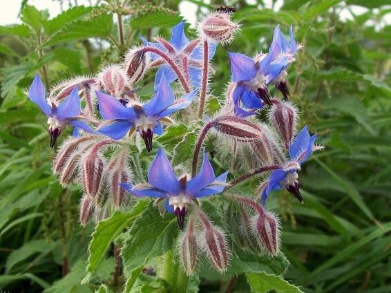 Vlastnosti a použití Borago officinalis