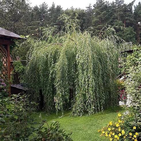 Willow "Weeping Gnome" (18 fotografií): popis hybridní vrby, použití v krajinném designu, výsadbě a péči