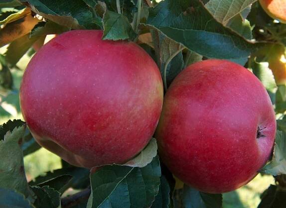 Soubor:Malus-Idared on tree.jpg – Wikipedie
