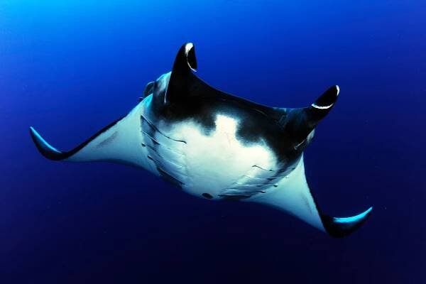 Manta Trust