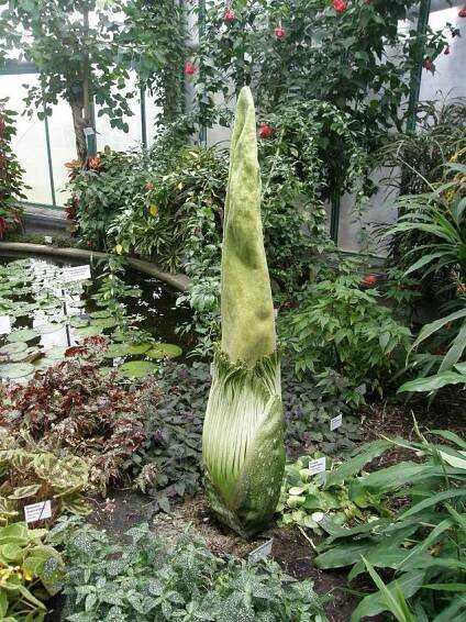 Amorphophallus titanum (Zmijovec titánský) - eshop, prodej, semena, rostliny, pěstování, fotografie, množení, popis, atd