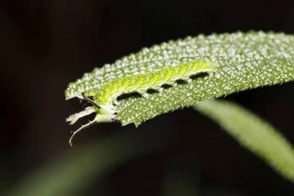 Zblízka housenka kočka motýl (Pseudergolis wedah) na své hostitele rostlina list, horn, kamufláž — Stock obrázek