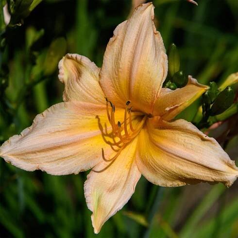 Hemerocallis 'Frosty Beauty' (Daylily)