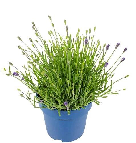 Levandule lékařská (Lavandula angustifolia) "Hidcote Blue", pr. kv. 18 cm nakoupit u OBI