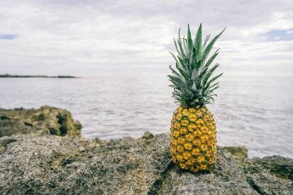 Jak si z ananasu vypěstovat rostlinu - Stavba net