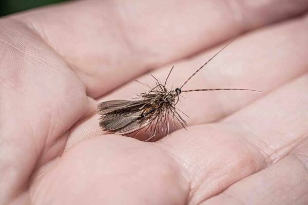 Desert Island Dry fly Selection - Impact Fly Fishing