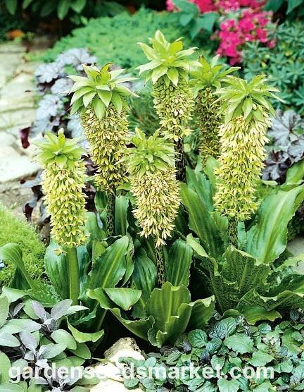 Eucomis bicolor - ananasová lilie - 2 ks – Garden Seeds Market | Doprava zdarma