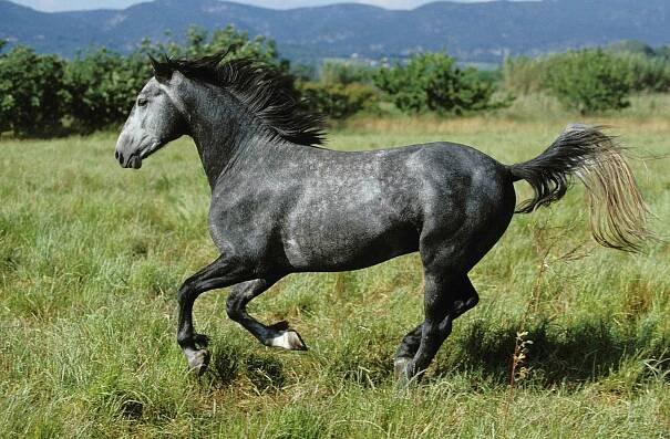 Lipizzan Horse galloping