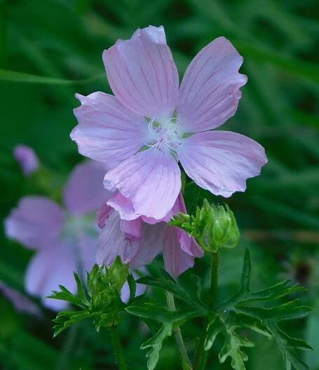Sléz pižmový (Malva moschata)