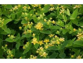 Třezalka nevonná 'Sunshine' - Hypericum inodorum Magical 'Sunshine' Kontejner o objemu 3 litry velikost 20-40 cm