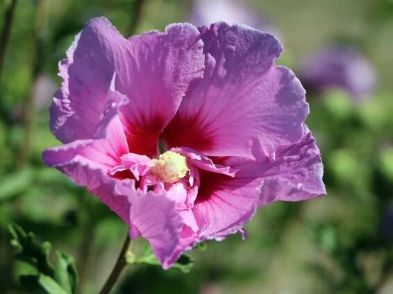 Hibiscus ibišek LAVENDER CHIFFON