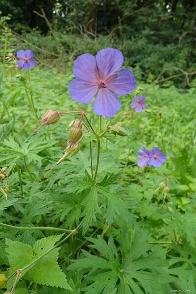 Kakost luční (Geranium pratense), květy, květenství
