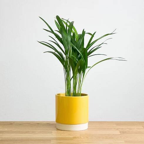 Areca Lutescens 'S'