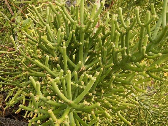 Kompletní a aktualizovaný průvodce péčí o pryšec (Euphorbia tirucalli)