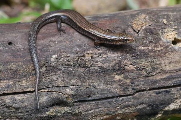Lygosoma bowringii