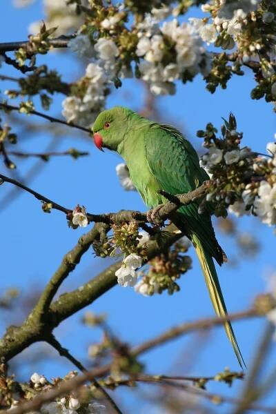 img_1893-parakeet_33727714918_o.jpg