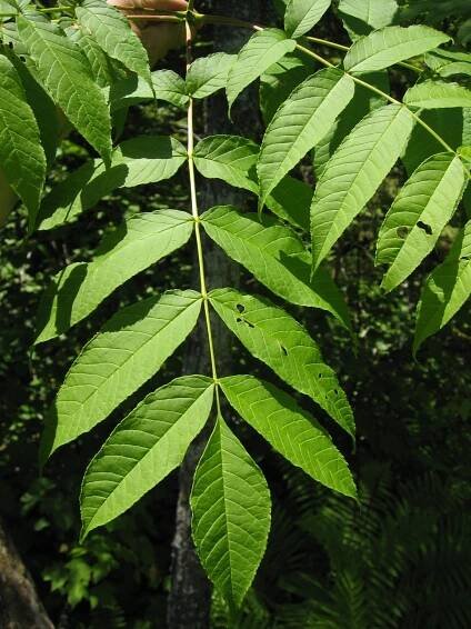 Fraxinus nigra - Wikipedia