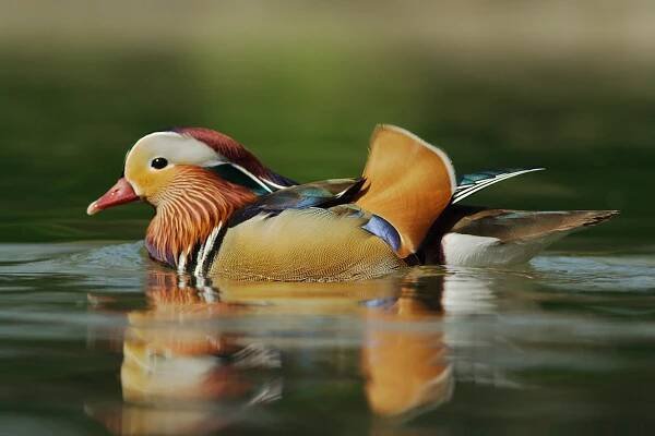 Aix galericulata -- Mandarin Duck -- Anatra Mandarina
