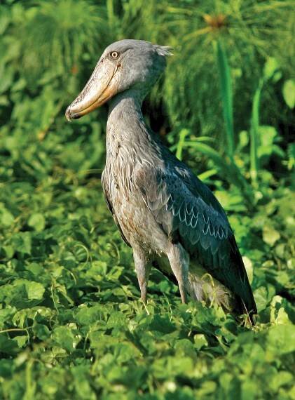 10 Bizarre Birds