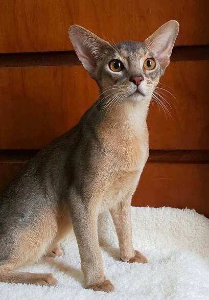 Miyuki – Abystyle's Abyssinian