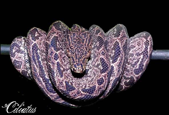 Pochlubte se - Psohlavci (Corallus) - poradna.net