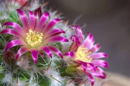 Nádherně kvetoucí kaktus (Zdroj: Shutterstock)