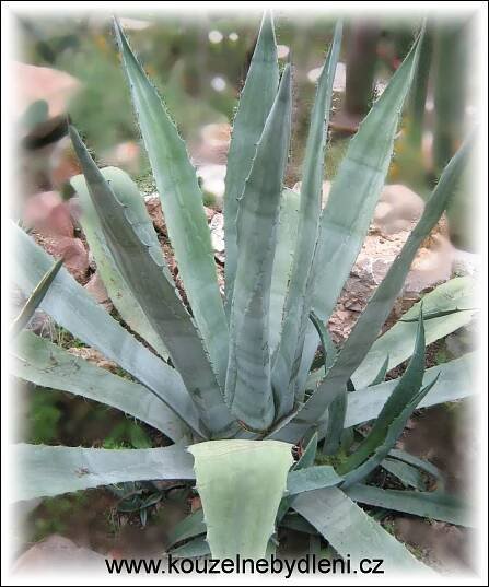 agave americana - Kouzelné Bydlení