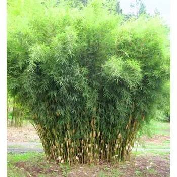 Bambus / Fargesia robusta ´PINGWU´ 50-60 cm, kont. 3,5 l
