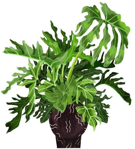 Plant Guides