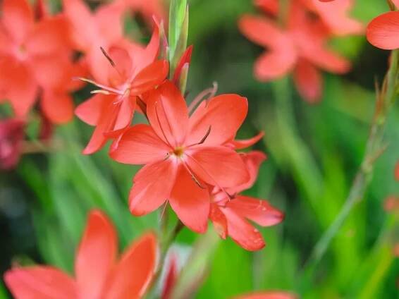 September flowers and plants: Hesperantha coccinea 'Major'