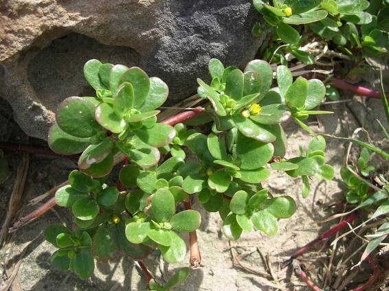 Obrázek - Portulaca oleracea (šrucha zelná) | BioLib.cz
