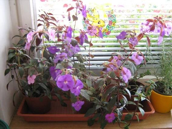 gesneriaceae, podpětovité, saintpaulia, STREPTOCARPUS | jednotlivé rody