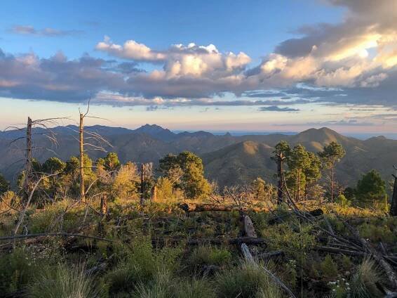 wild stew field crew update: Ida Peak & South Fork in Chiricahua Mountains - Wild Arizona