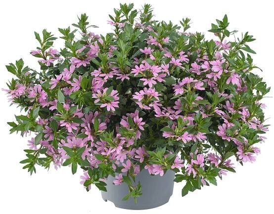 Scaevola Aemula Fancy Pink