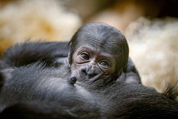 Týdenní gorilátko ze Zoo Praha se má čile k světu! Omezení v Rezervaci Dja skončilo