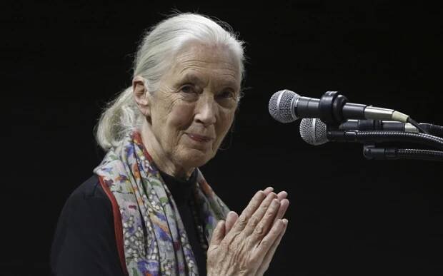 Vo veku 91 rokov zomrela renomovaná primatologička Jane Goodallová