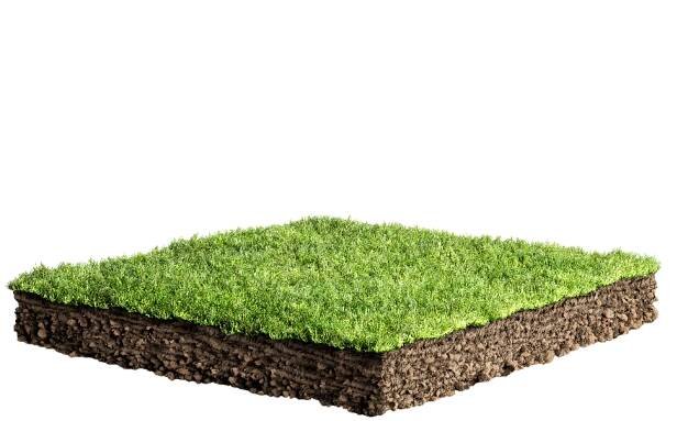 grass