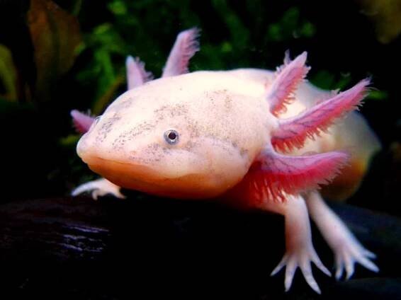 Proč je Axolotl v nebezpečí vyhynutí?